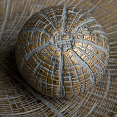 Oriana Orb